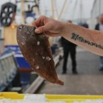 Havenfestival en Rauw aan Zee zoeken typisch IJmuidens visrecept